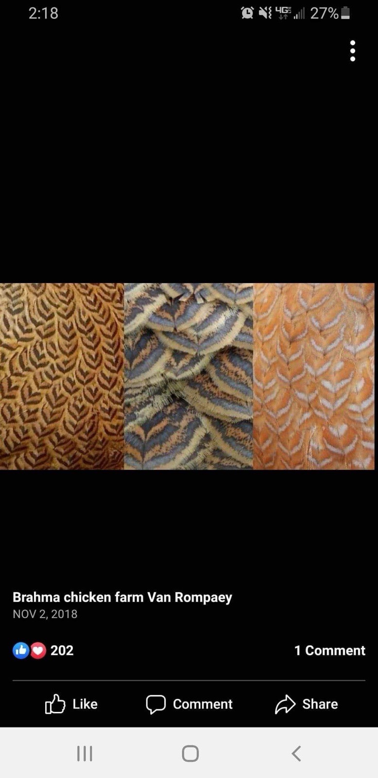 6+ Blue/Black/Splash SILVER/GOLD Partridge Brahma Hatching Eggs