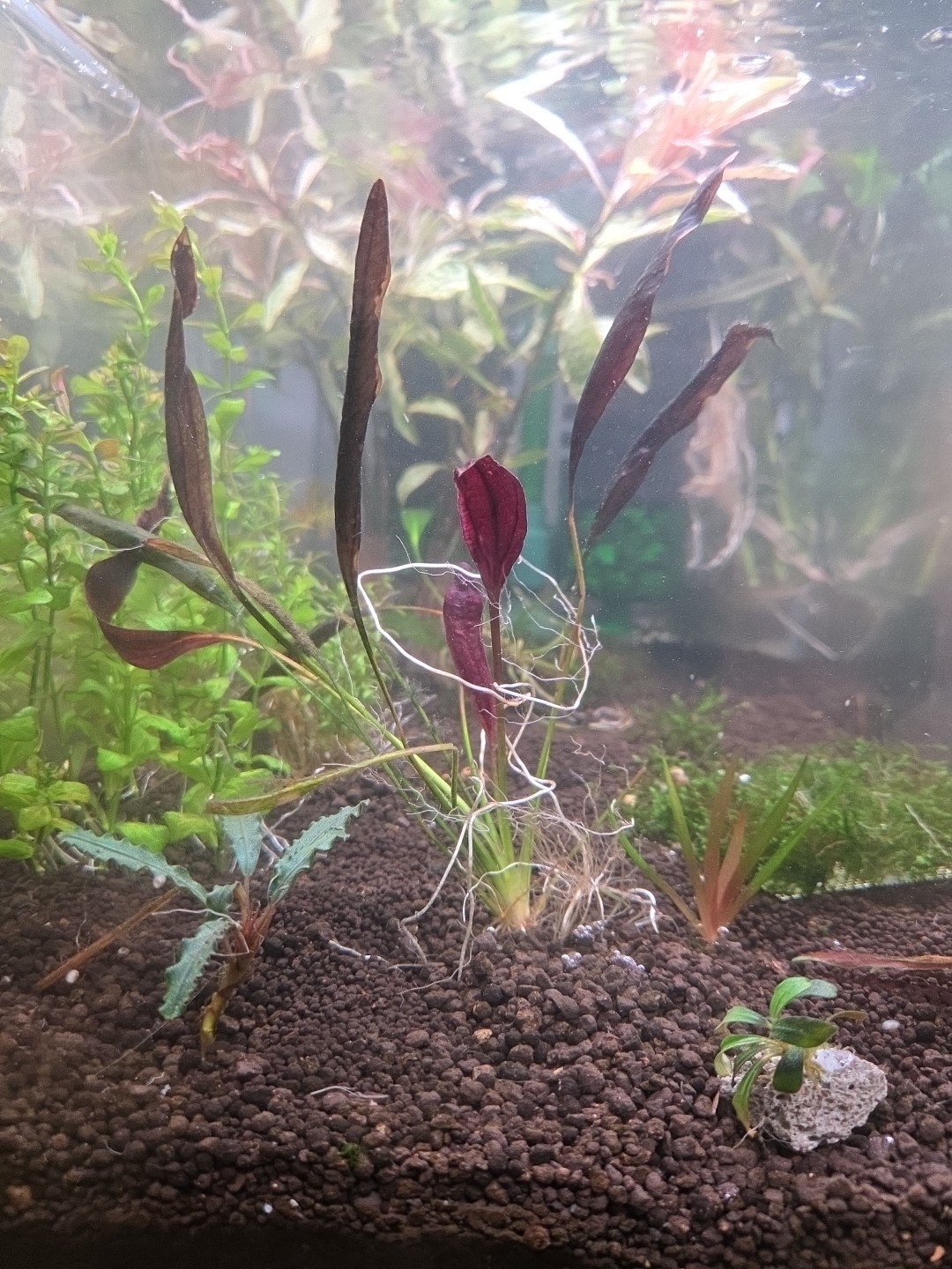 Echinodorus Aflame