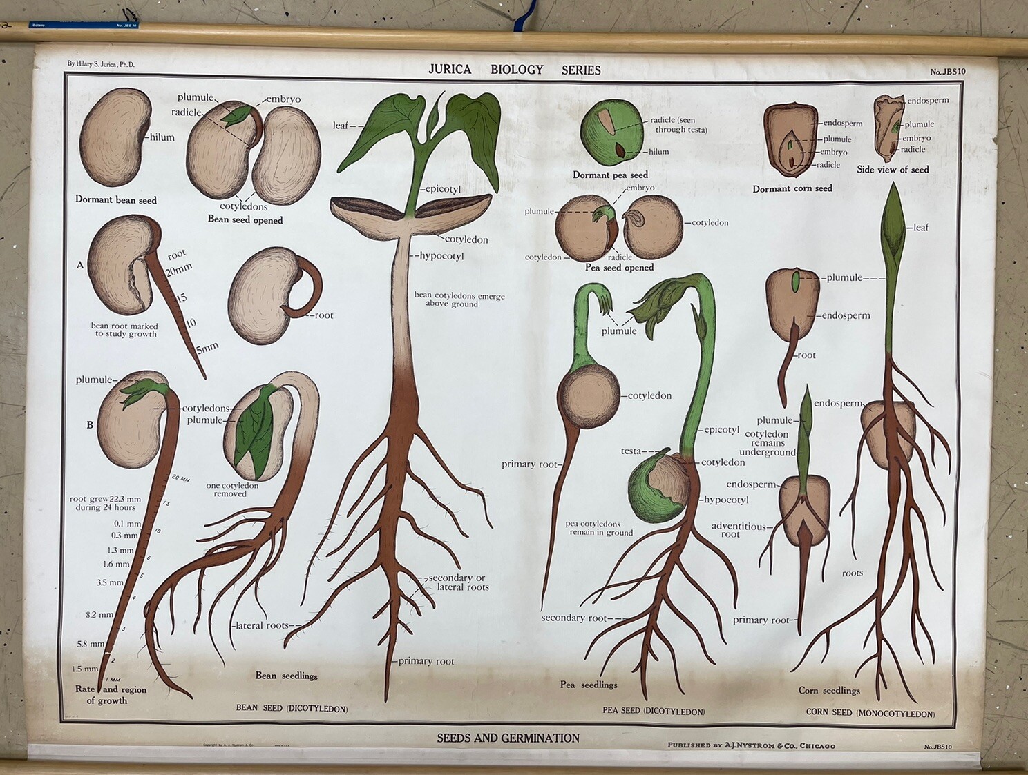 Vintage A.J Nystrom & Co. pull down Biology of a Seed Germination