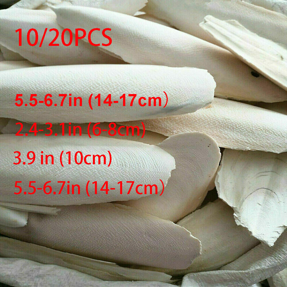 10-20Pc Cuttlebone for Birds Parrot Chewing Cuttle bone for Sharp Beaks 2.4-3.1"