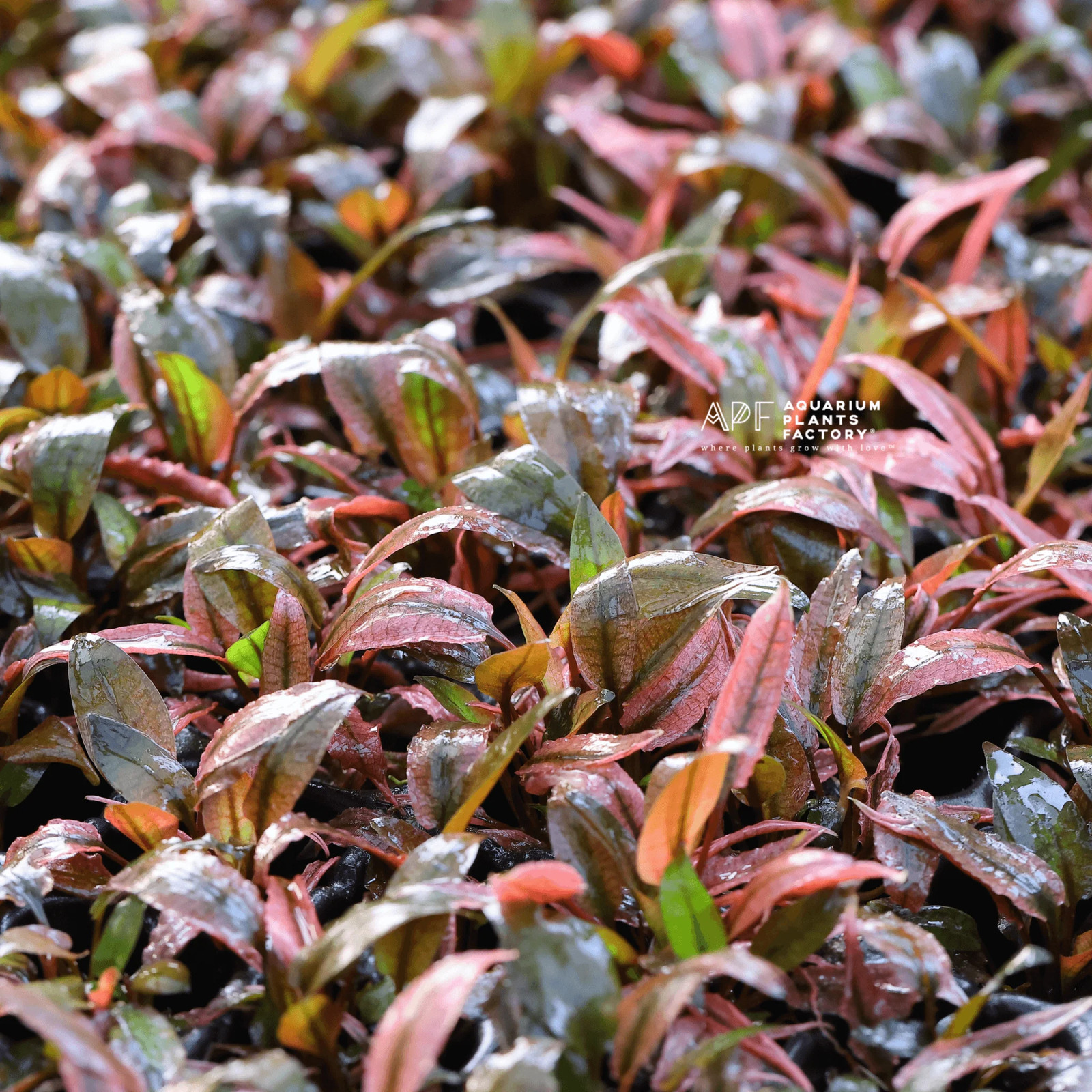 Cryptocoryne Flamingo | Aquarium Plants Factory®