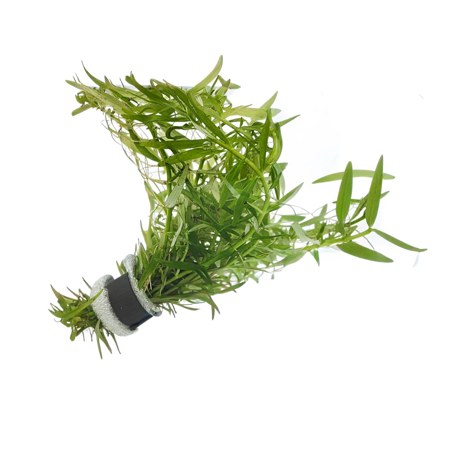 Rotala Mexicana Fresh cut Bunch