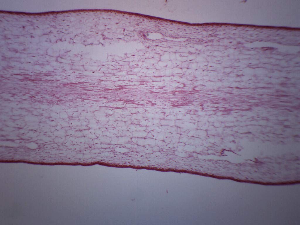 EISCO Protista Laminaria - Cross Section Prepared Microscope Slide 75 x 25mm...