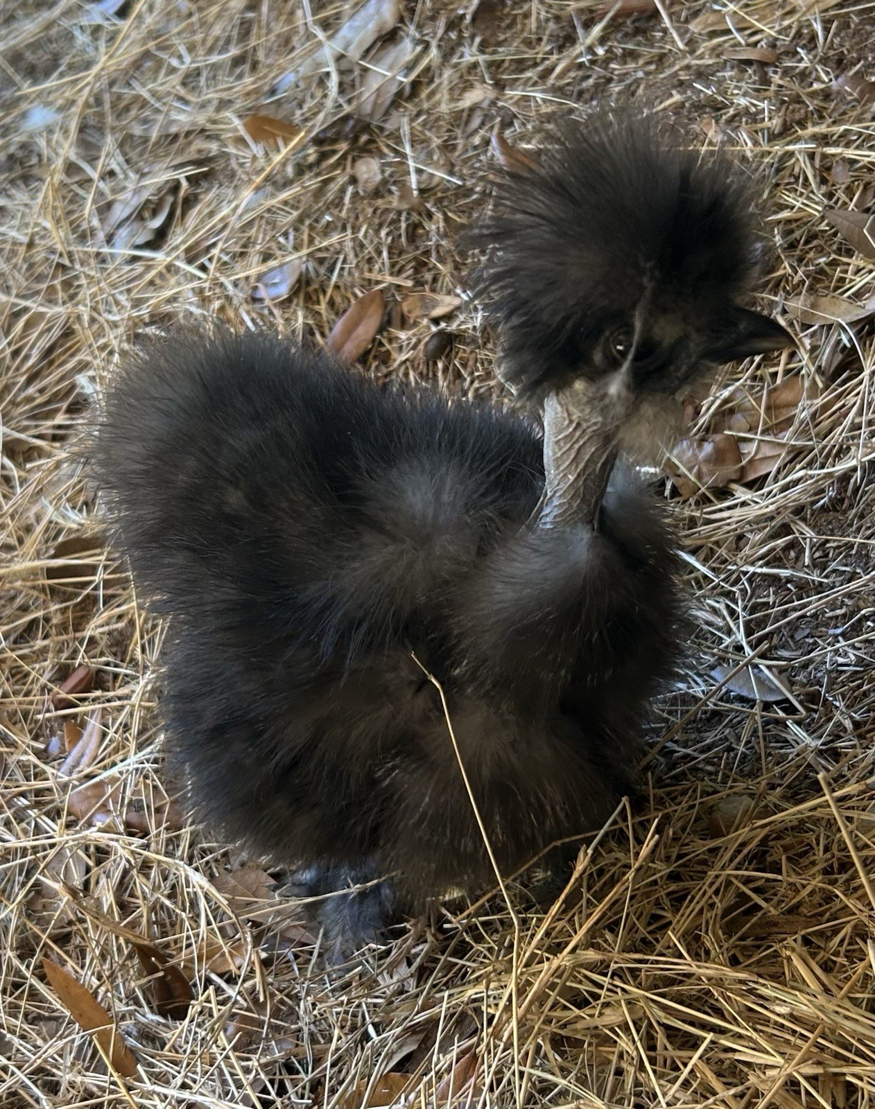 6+ Silkie Hatching Eggs - Fertile- NPIP