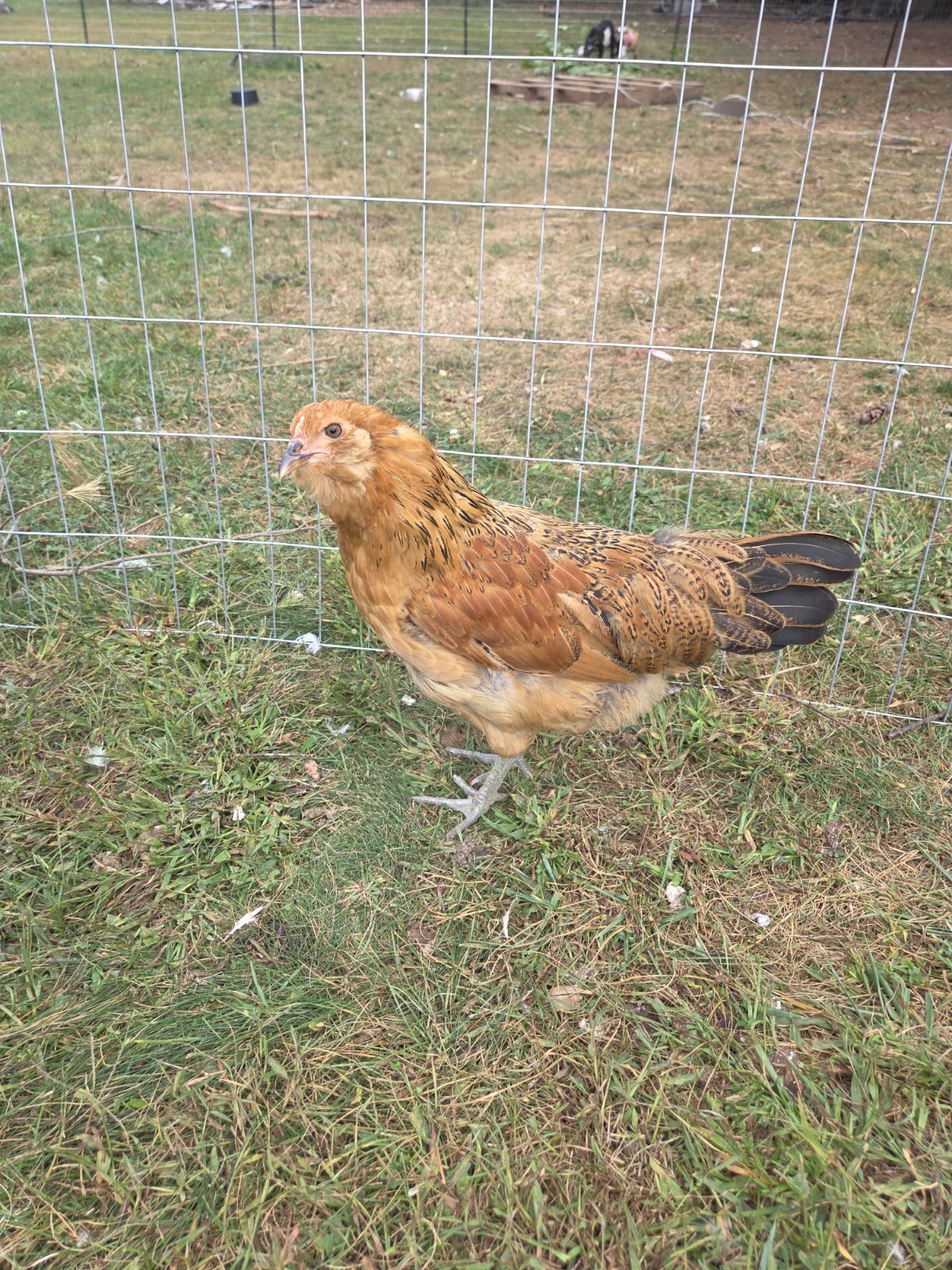 6+ Fertilized Blue & Olive Chicken Eggs