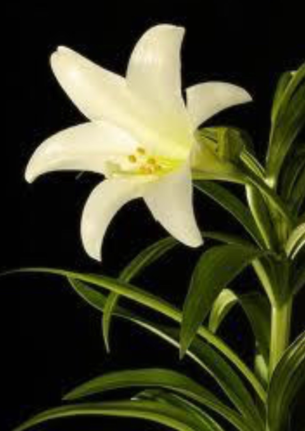 Lily Absolute Pure Essential Oil - 30 ML + Free Carrier oil 10 ml