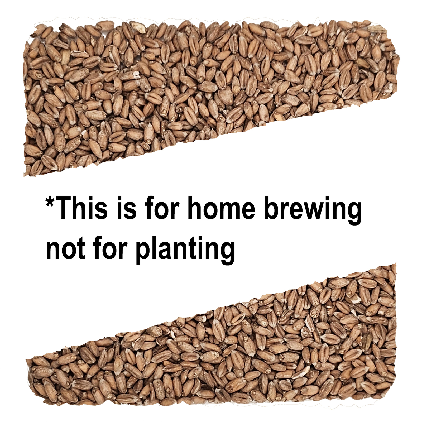 Home Brew Ohio Spelt Grain 5lb