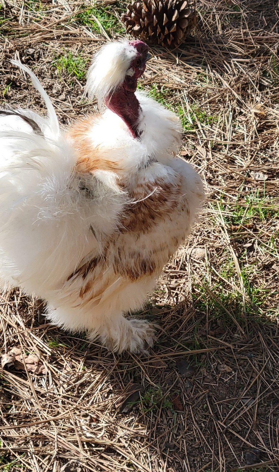 10+ BEAUTIFUL Silkie Hatching Eggs . Show Quality!