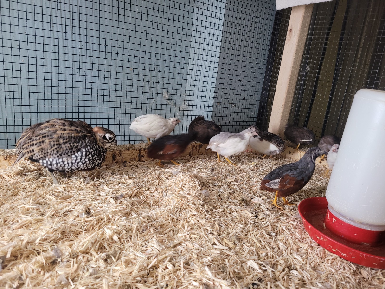 12+ Button Quail Hatching eggs