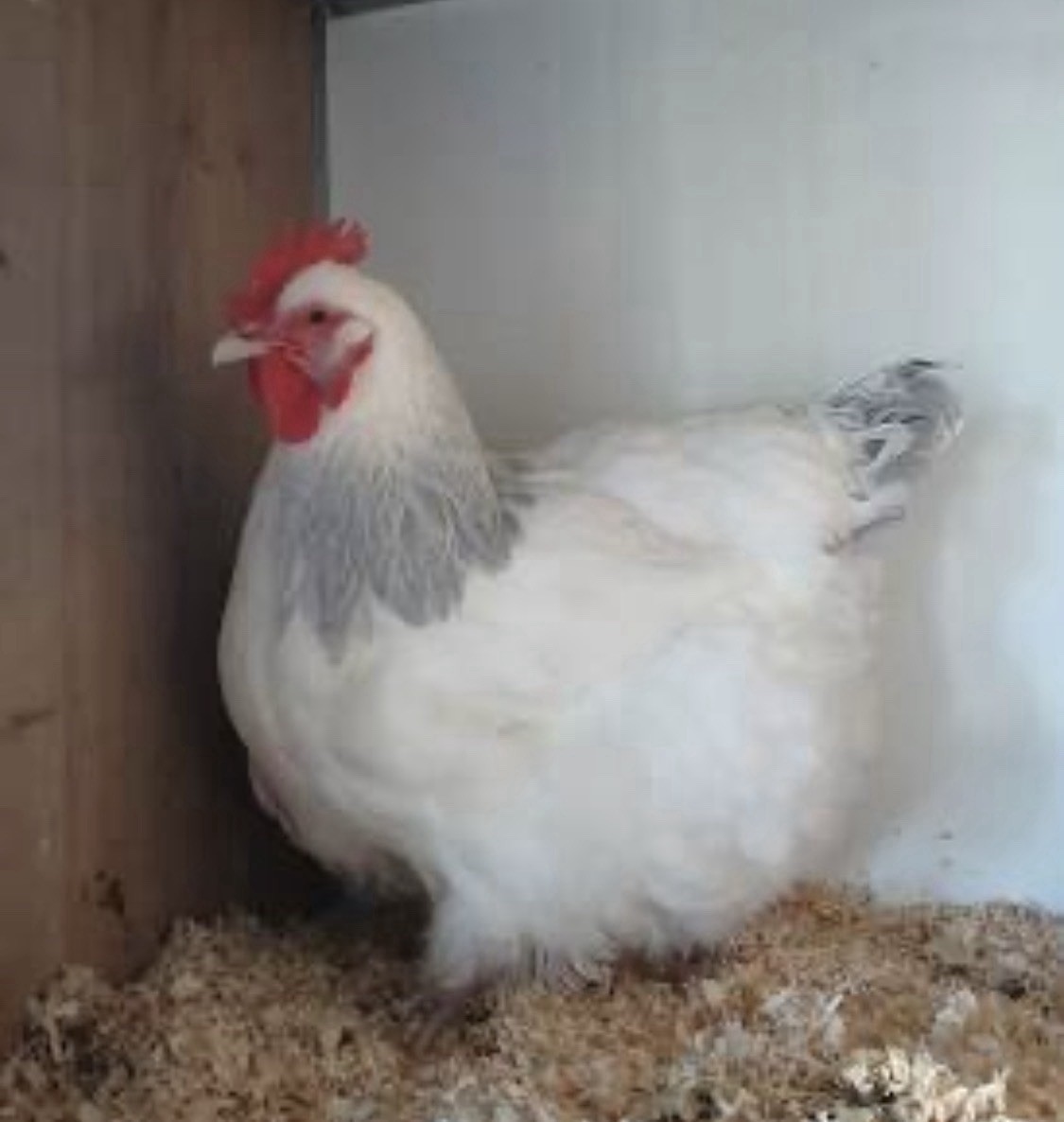 Coronation Sussex Chicken Eggs ~Rare~