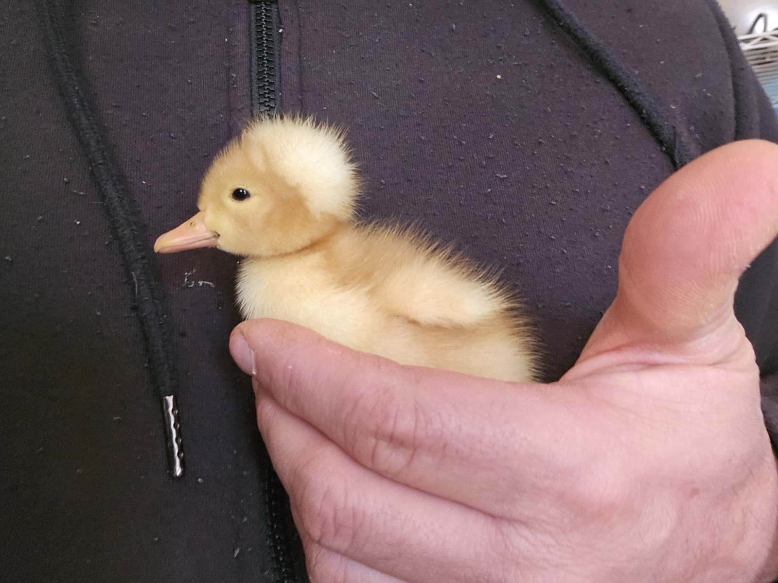 6 White Crested Duck Hatching Eggs