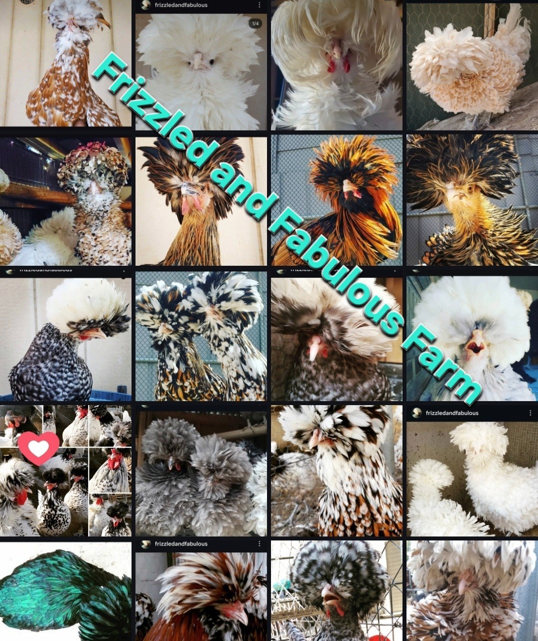 18+polish frizzle hatching eggs Npip Cert