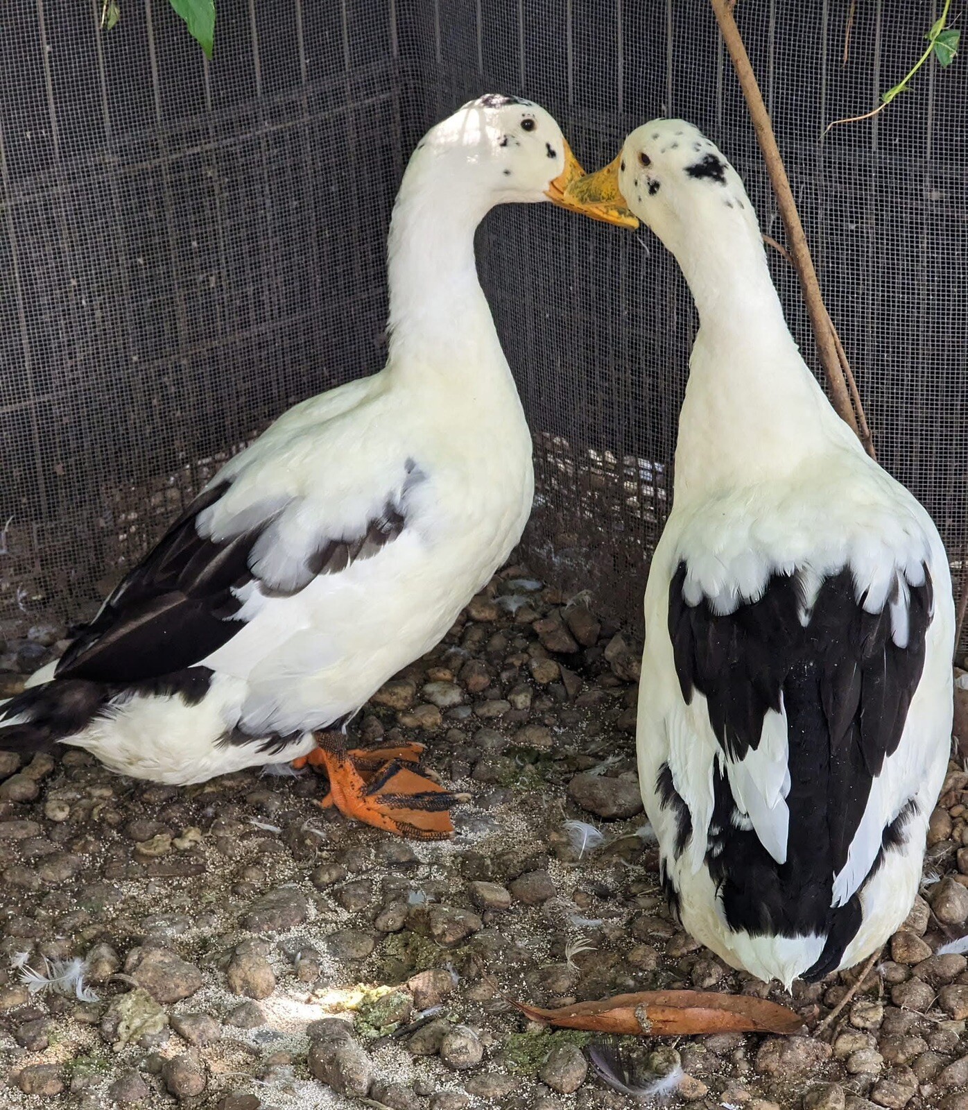6+ Assorted Duck Fertile Hatching Eggs - Cayuga, Blue Sweddish, Acona, Magpie