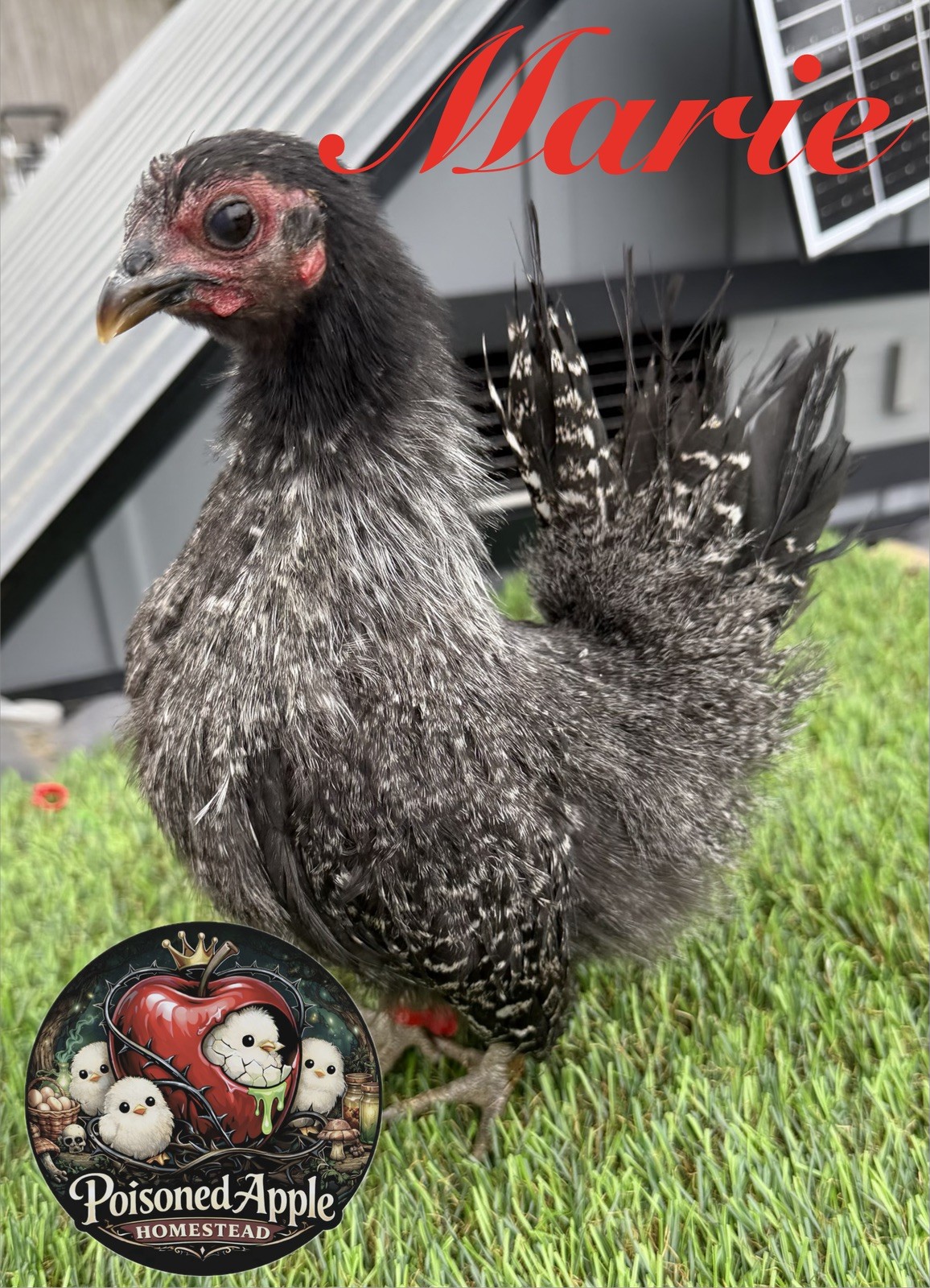 12+++ High Quality Fertile Serama Hatching Eggs Mixed Colors** Frizzle**Silkied*