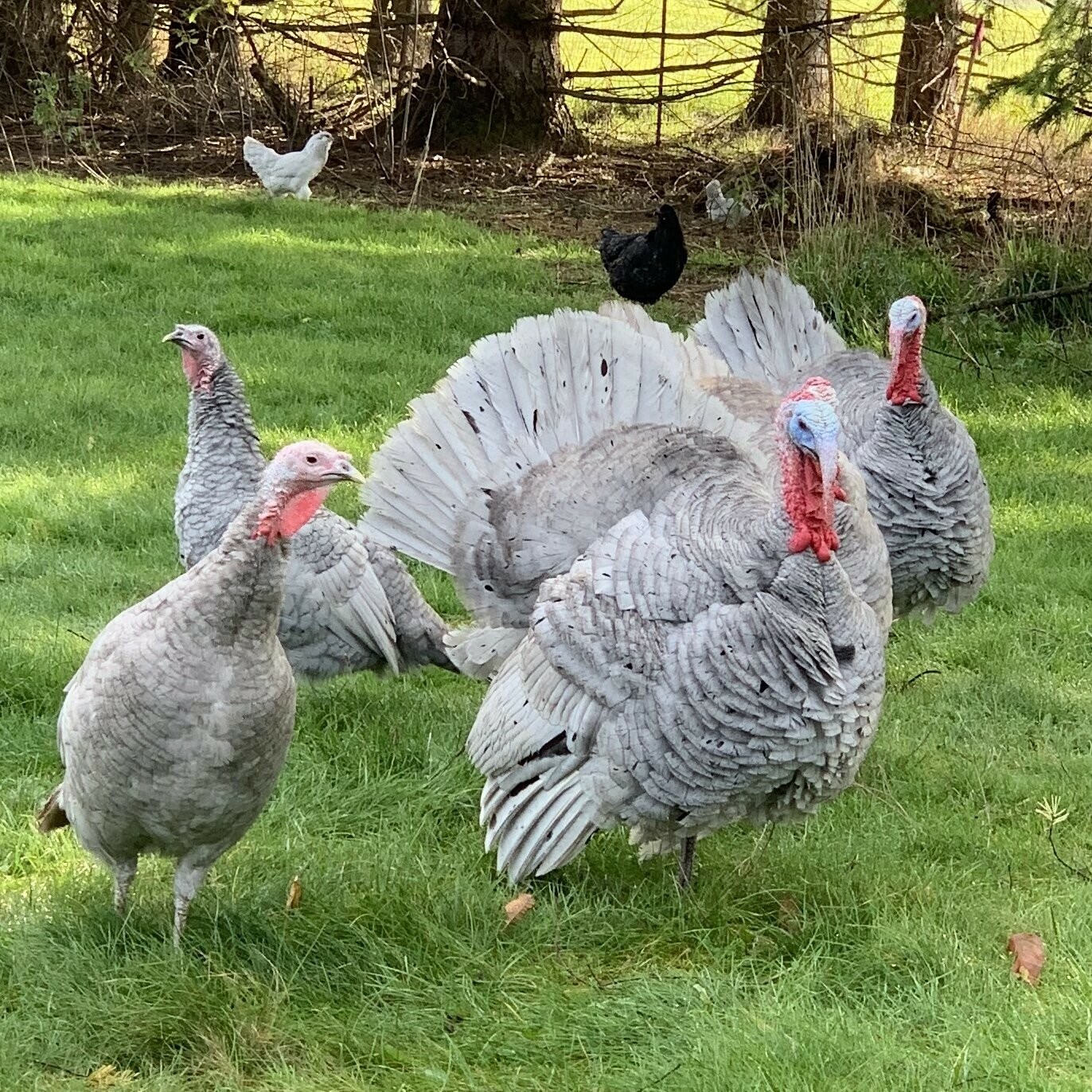 Pre-Order 5 +1 Blue Slate Turkey Hatching Eggs - Darling Farm