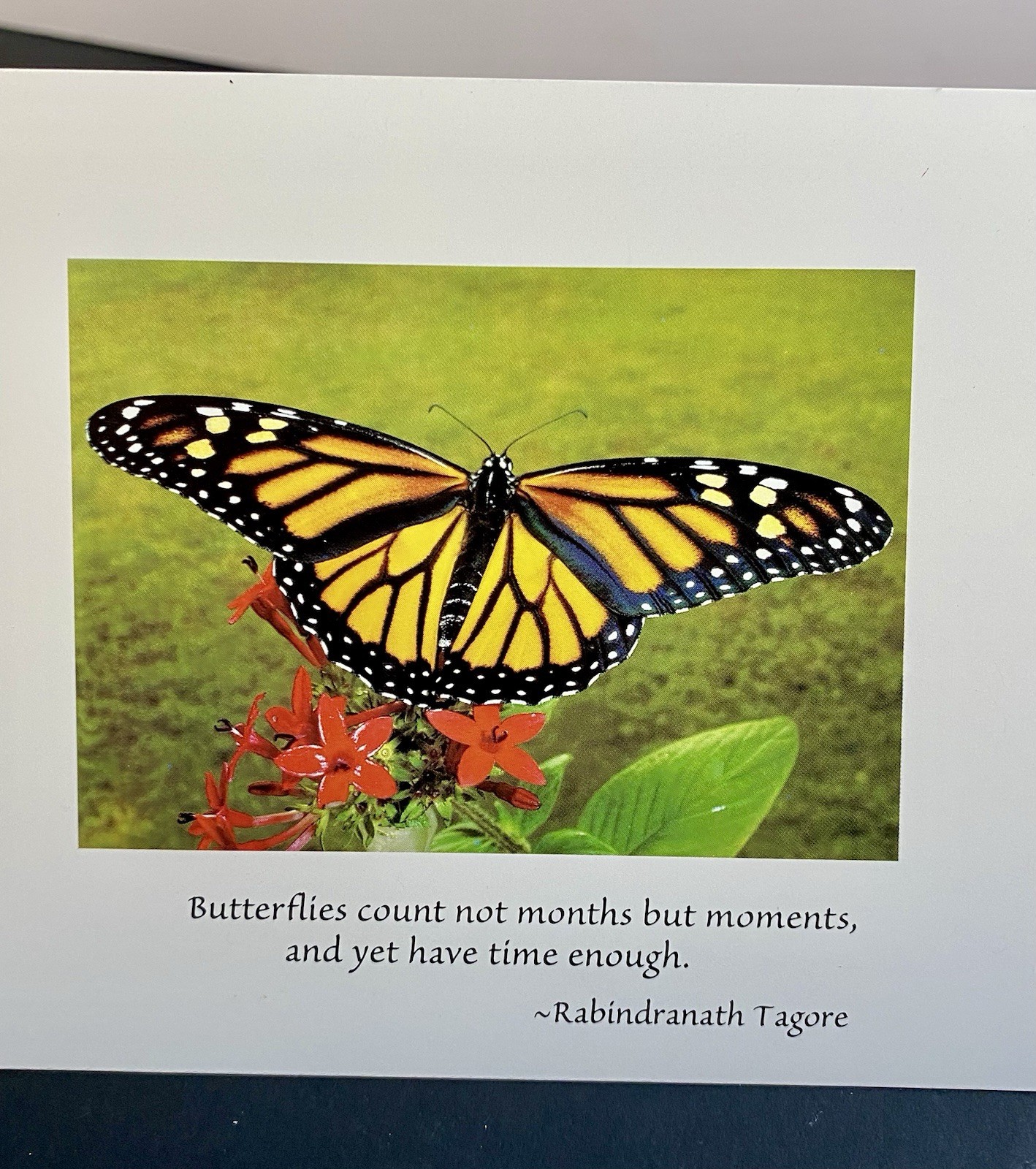 Photograph Of Monarch Butterfly On Blank Note Card W/Envelope Quote By R Tagore