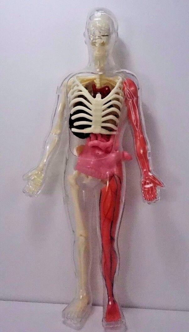 Educational Skeleton with Body and Parts for Replacement only not complete