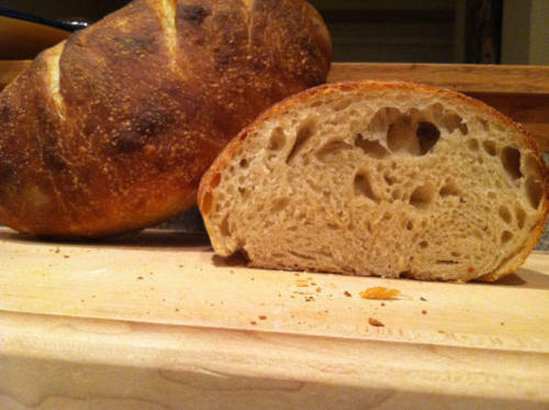 SOURDOUGH STARTER bread yeast  150+yrs california gold rush country  Larry