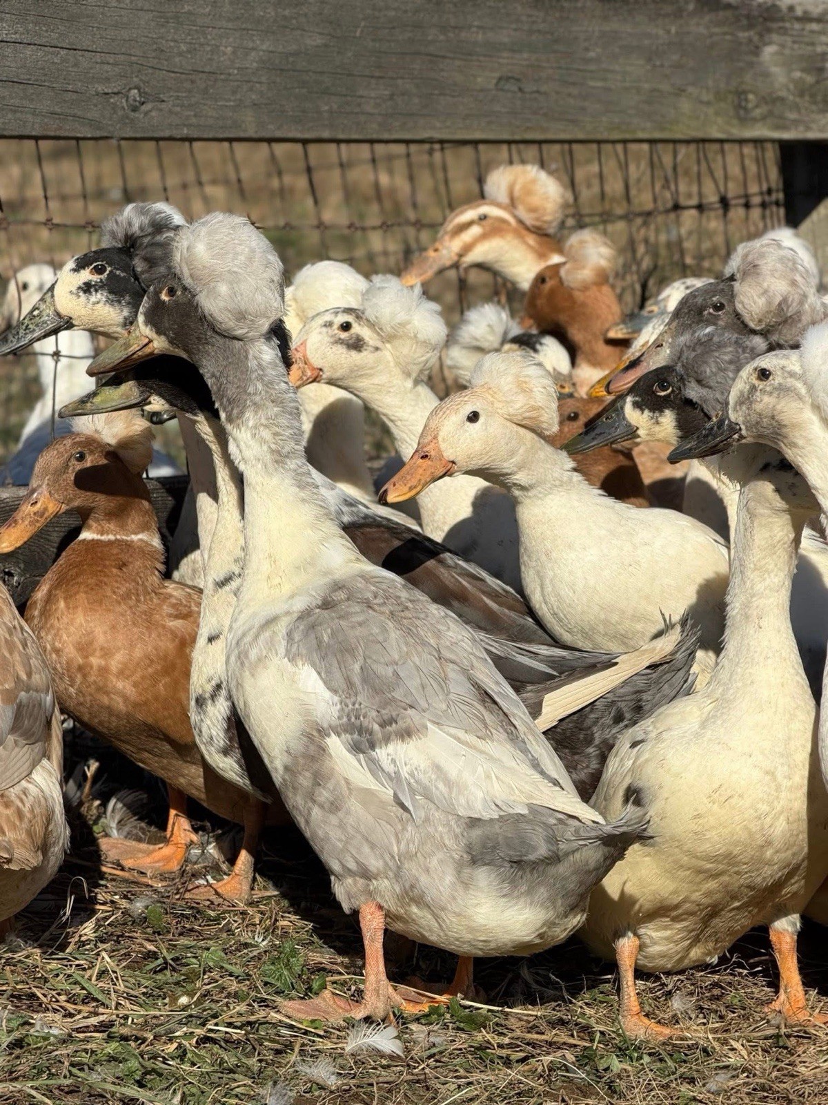 🥚 14 Crested Duck Fertile Hatching Eggs 🥚