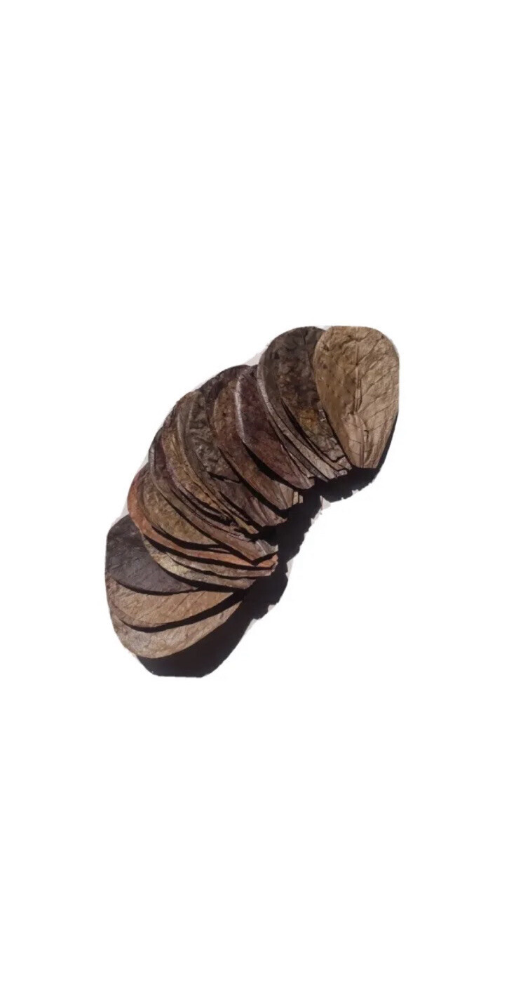 50 NATURAL Large Indian Almond Leaves for shrimp betta discus cichlid