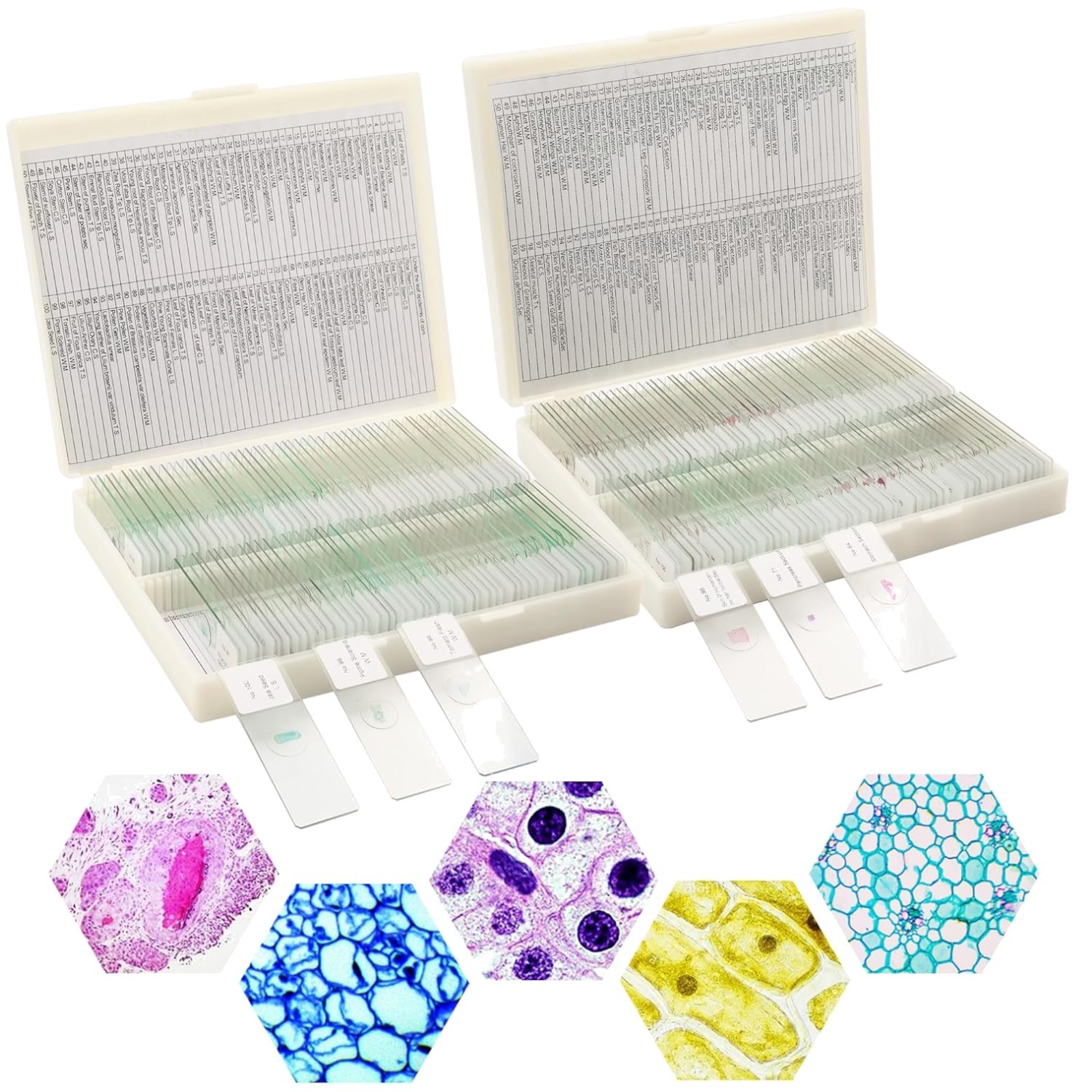 200 Microscope Slides Set with Labels