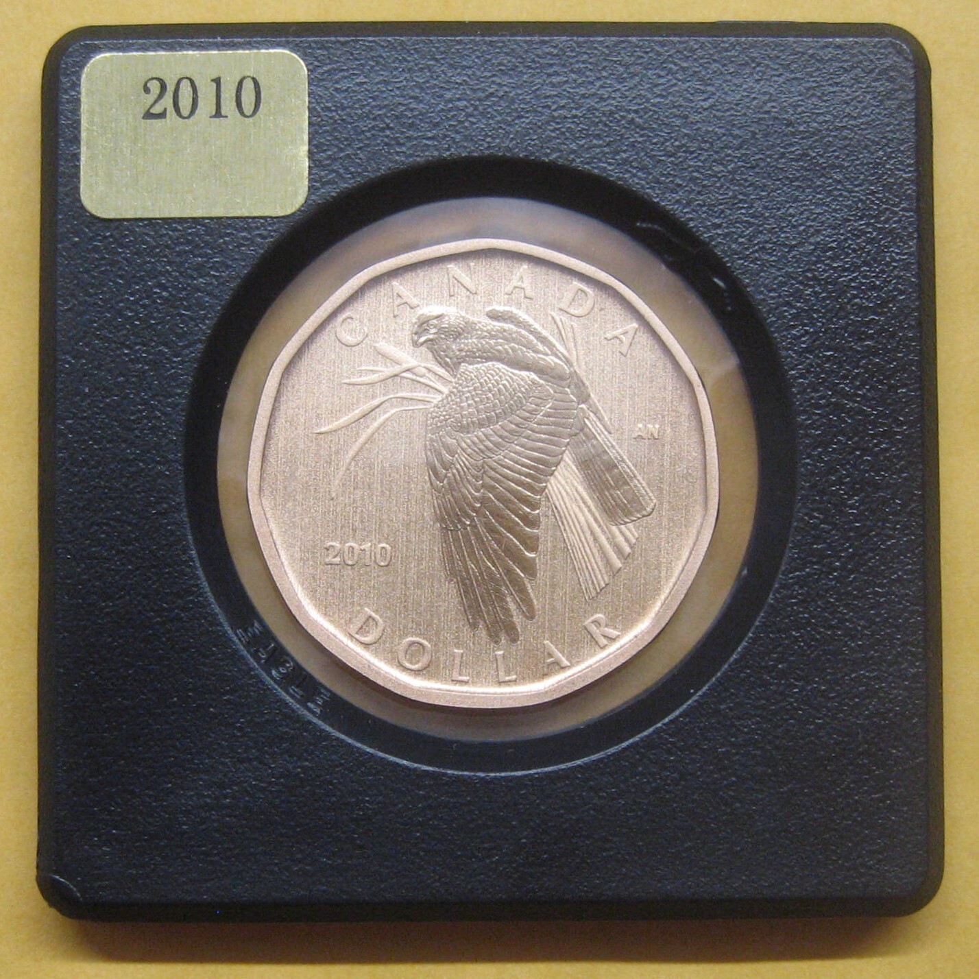 2010 Northern Harrier Loonie Specimen Take a Look