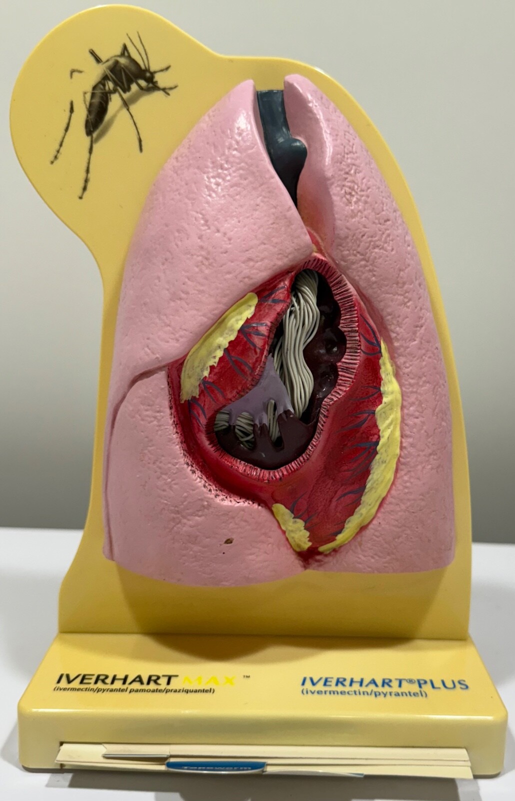 Dog Veterinary Model VINTAGE Canine Heart Model Anatomical w/Info Pages