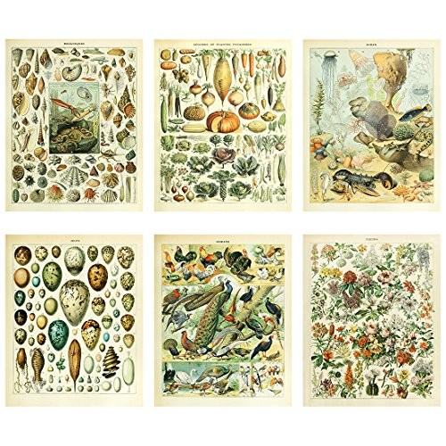 Meishe Art Vintage Poster Print Biology Botanical Science Wall Decor Sea
