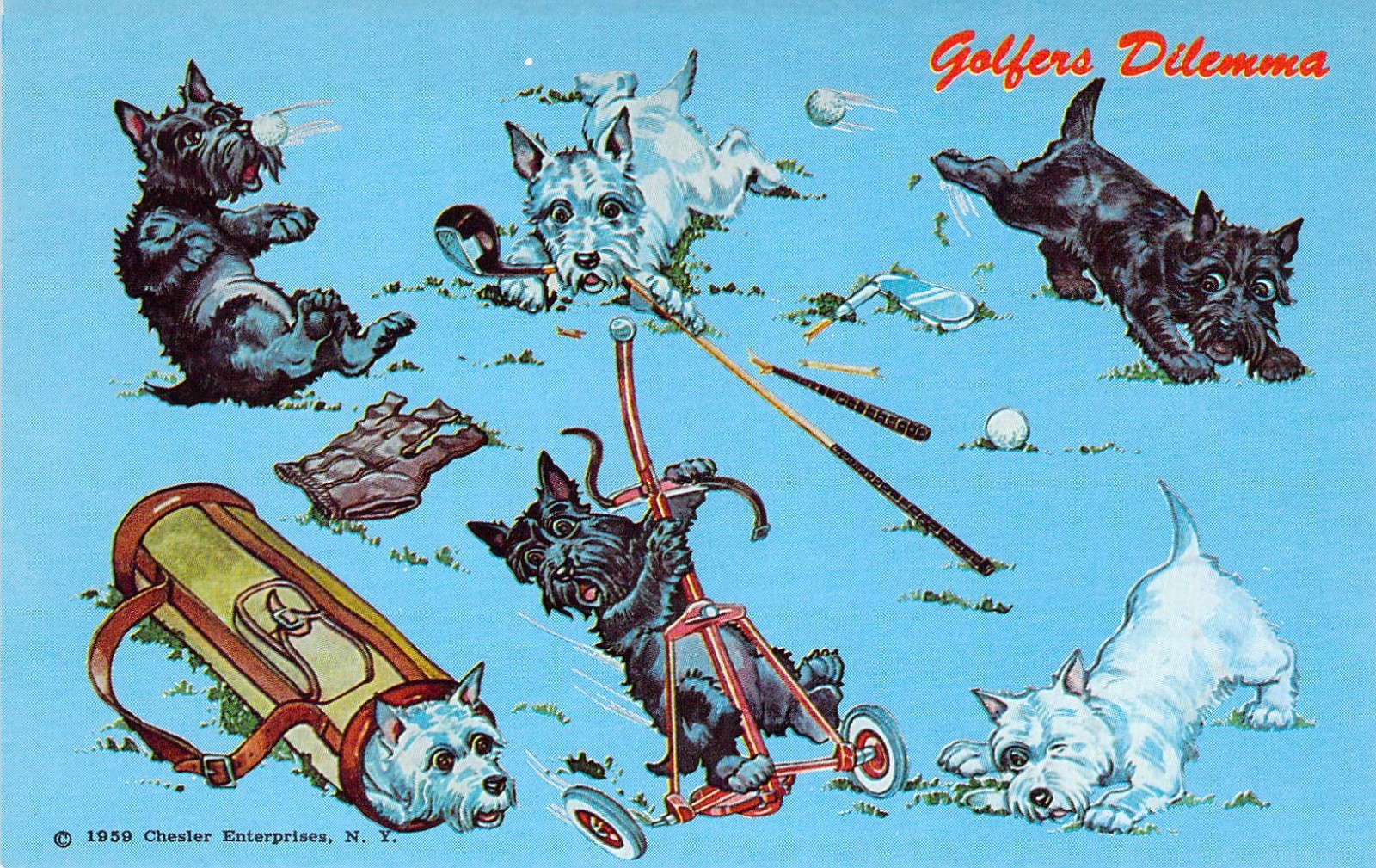 1959 #5 Golfers Dilemma Terriers puppies Dog Dogs Vintage Postcard N77