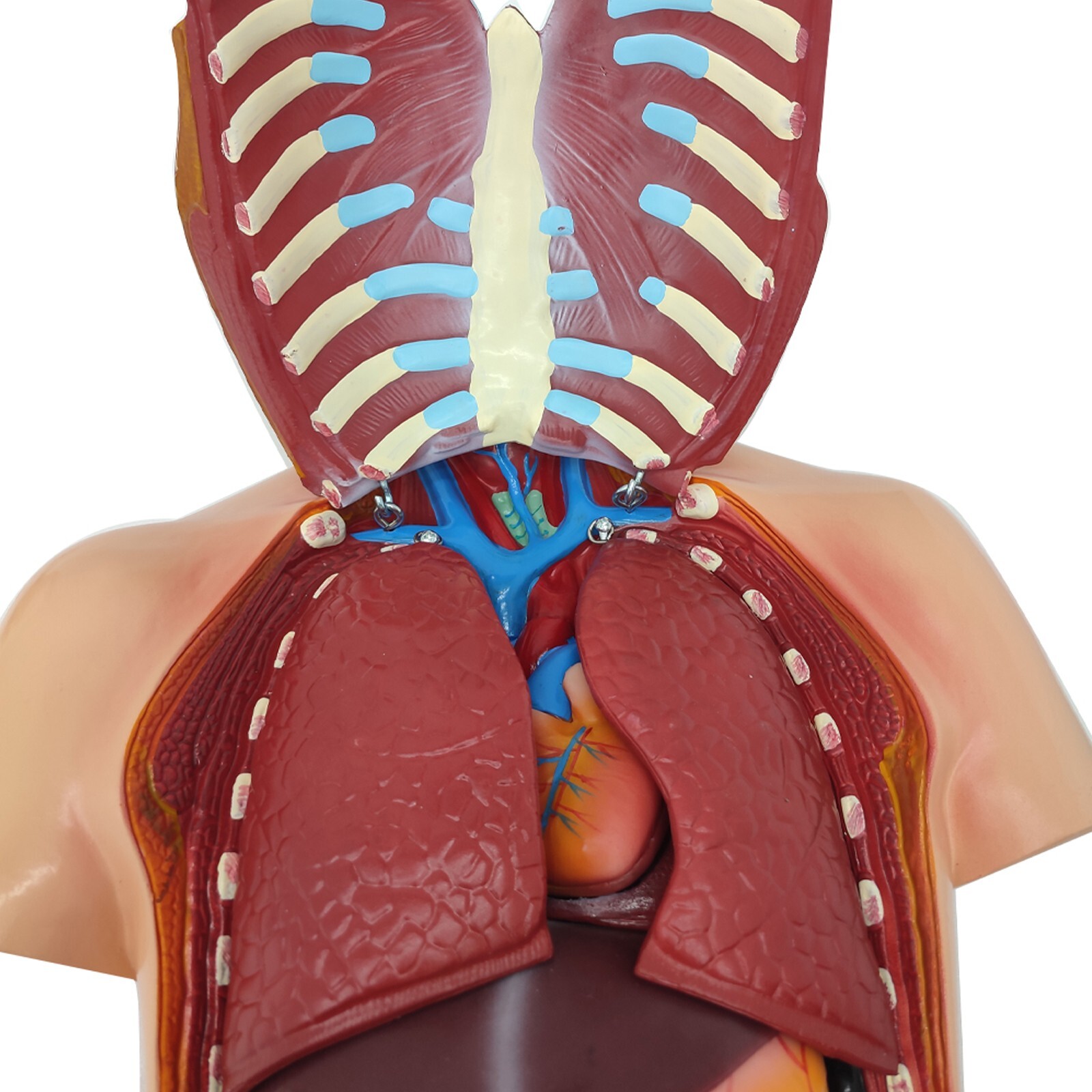 Human Torso Model Replaceable Detachable Female/Male Medical Teaching Model