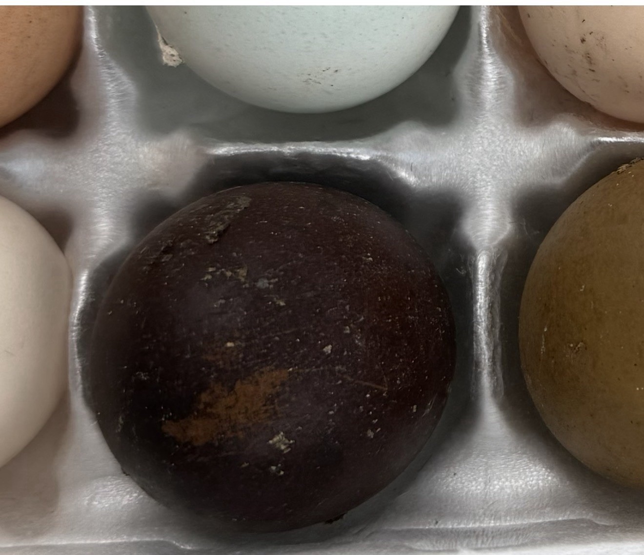 ONE EXTREMELY DARK CHOCOLATE BROWN EGG