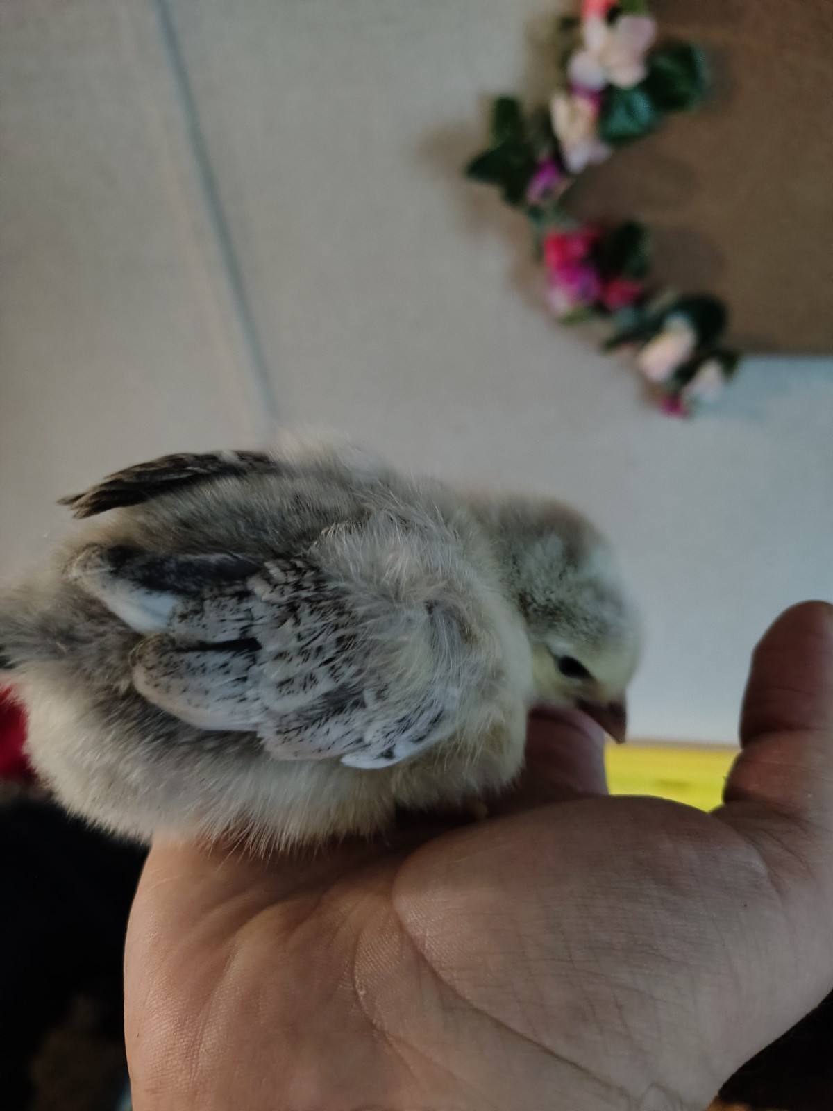 Assorted Rainbow Chicken Hatching Eggs (Assorted Colors)