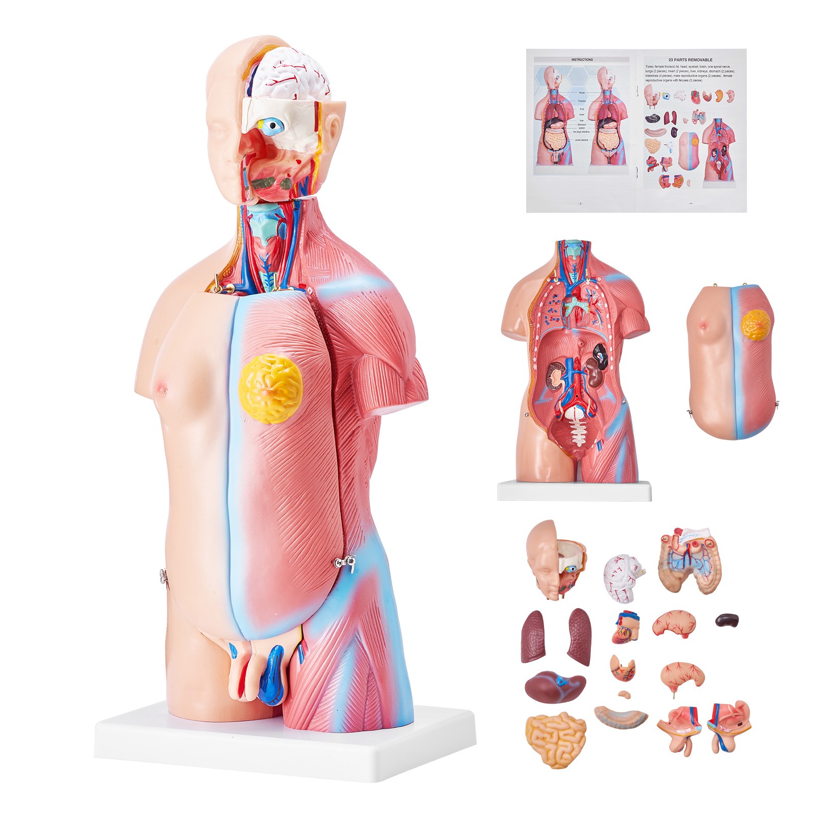 Uimoso Anatomical Human Torso Body Model Anatomy Internal Organ 18" 23 Parts