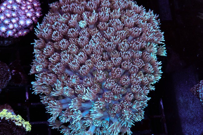 Teal And Purple Goniopora Coral Colony WYSIWYG - SAQ Coral Farm