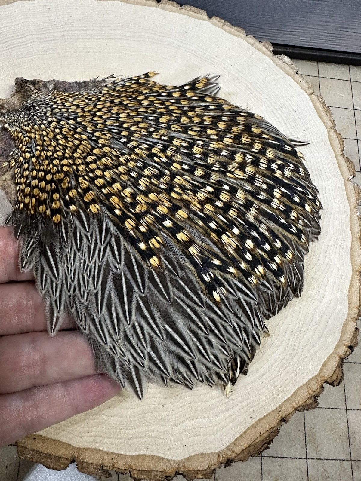 Jungle Cock Cape