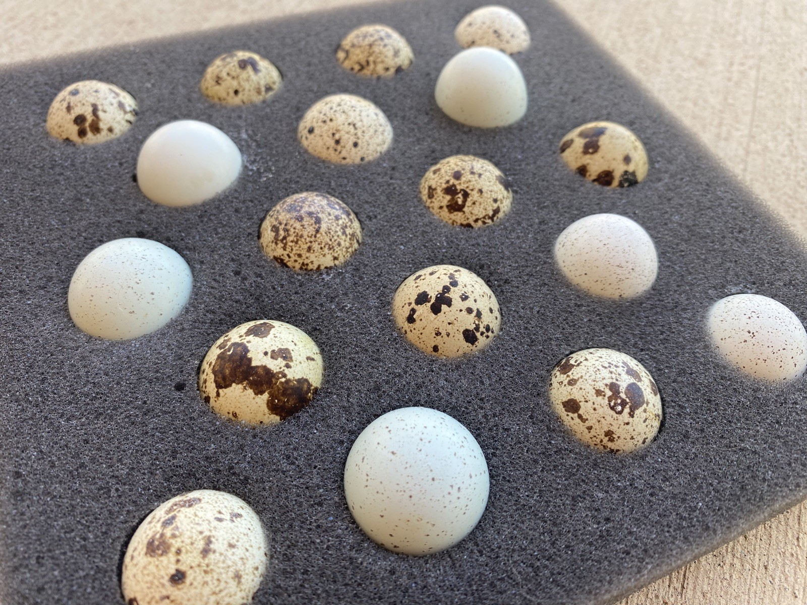60+ Coturnix Quail Hatching Eggs