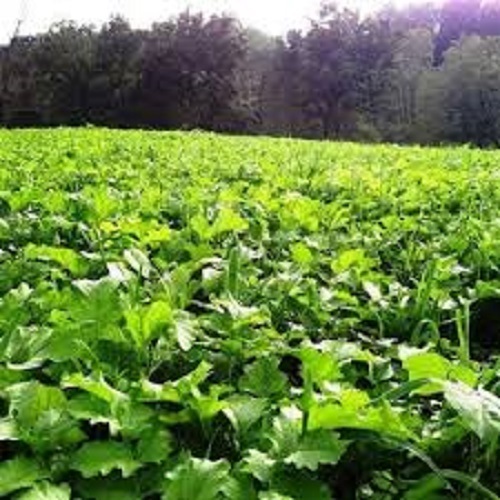 5 Lbs Deer Hunter's FALL DEER FOOD PLOT SEED MIX Wheat Oats Rye Peas + Brassicas