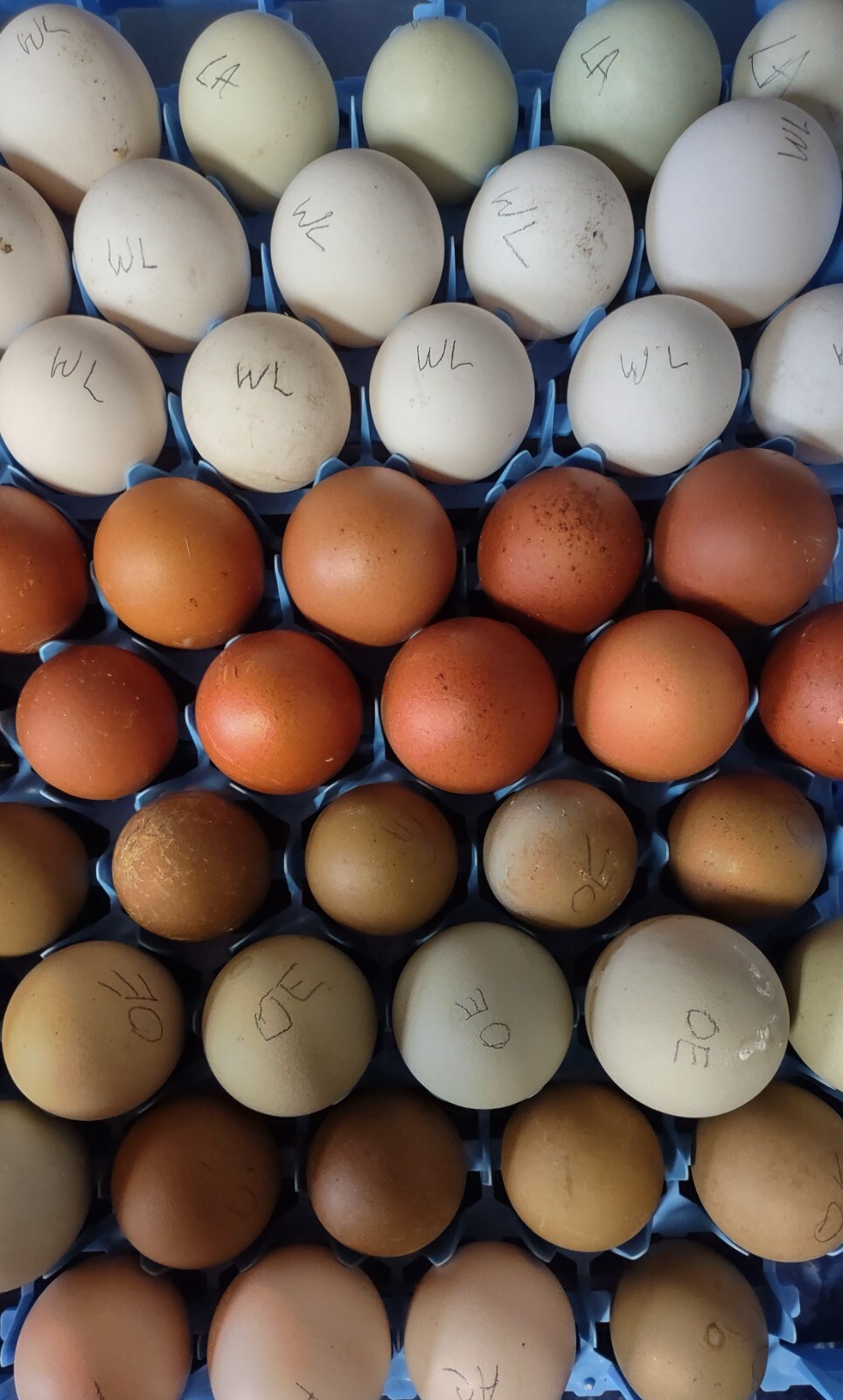 Rainbow Mix Assorted Hatching Eggs(10+) NPIP/A1 Certified