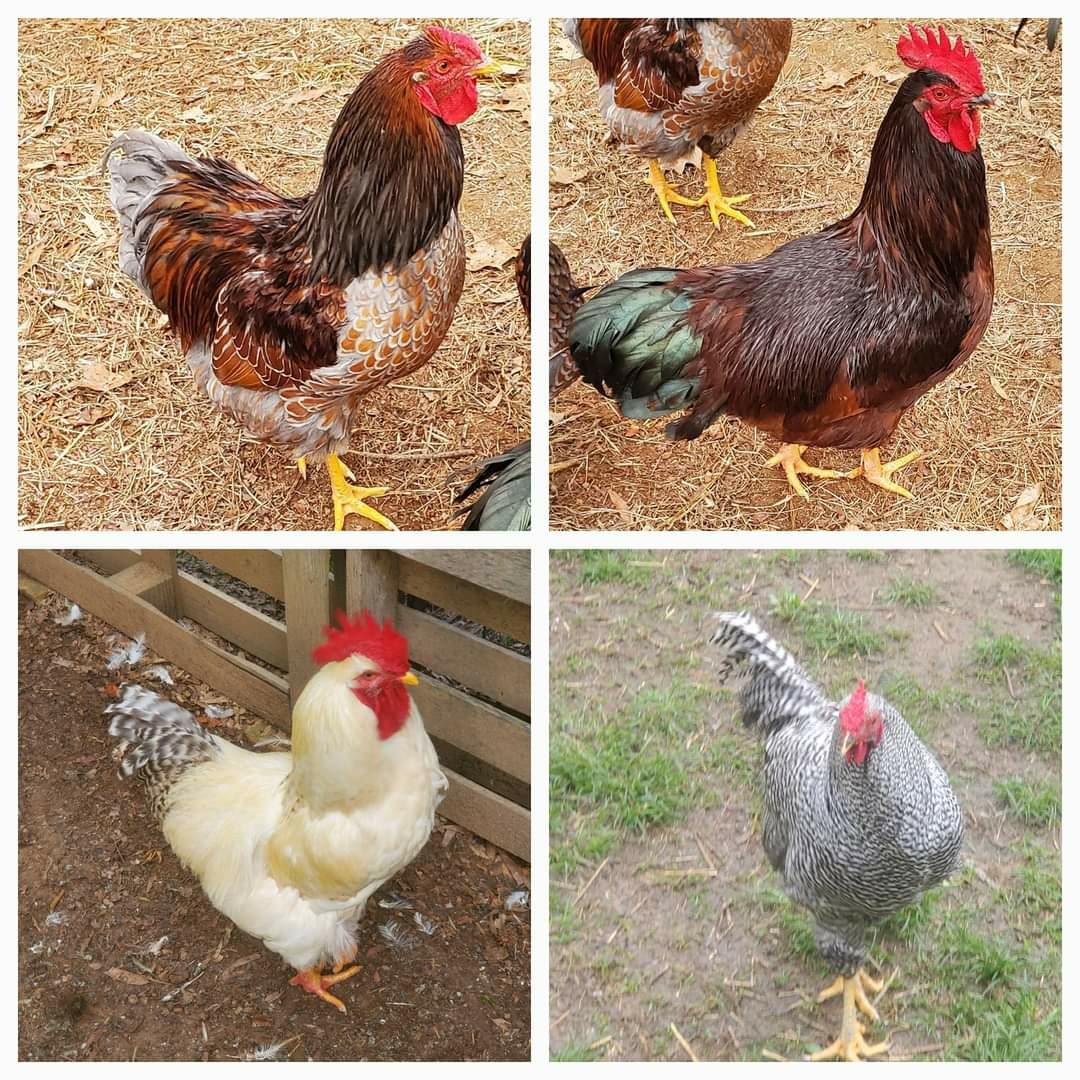 3 Heritage RiR 3 Heritage Delaware 3 Dominique 3 WYANDOT HATCHIN EGG PURE BREED