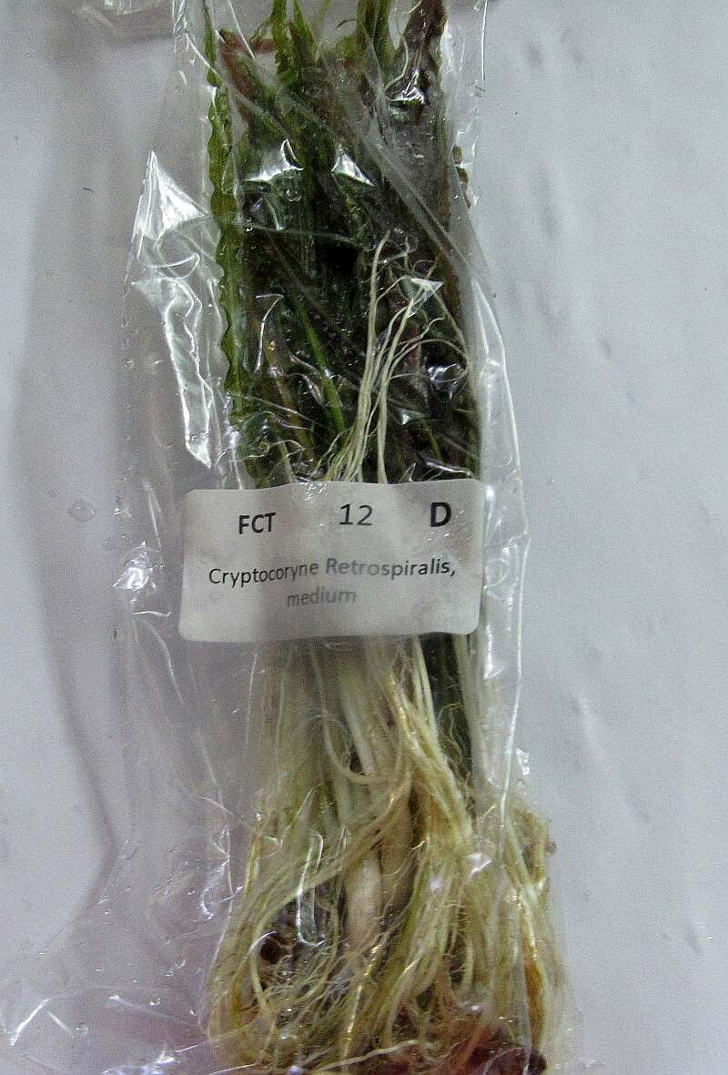12 medium crypt retrospiralis plants