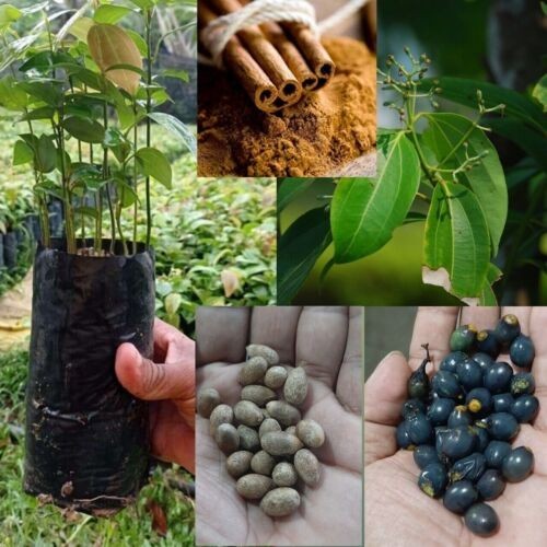 Ceylon Cinnamon Seeds [ 20 seeds ] Cinnamomum Zeylanicum