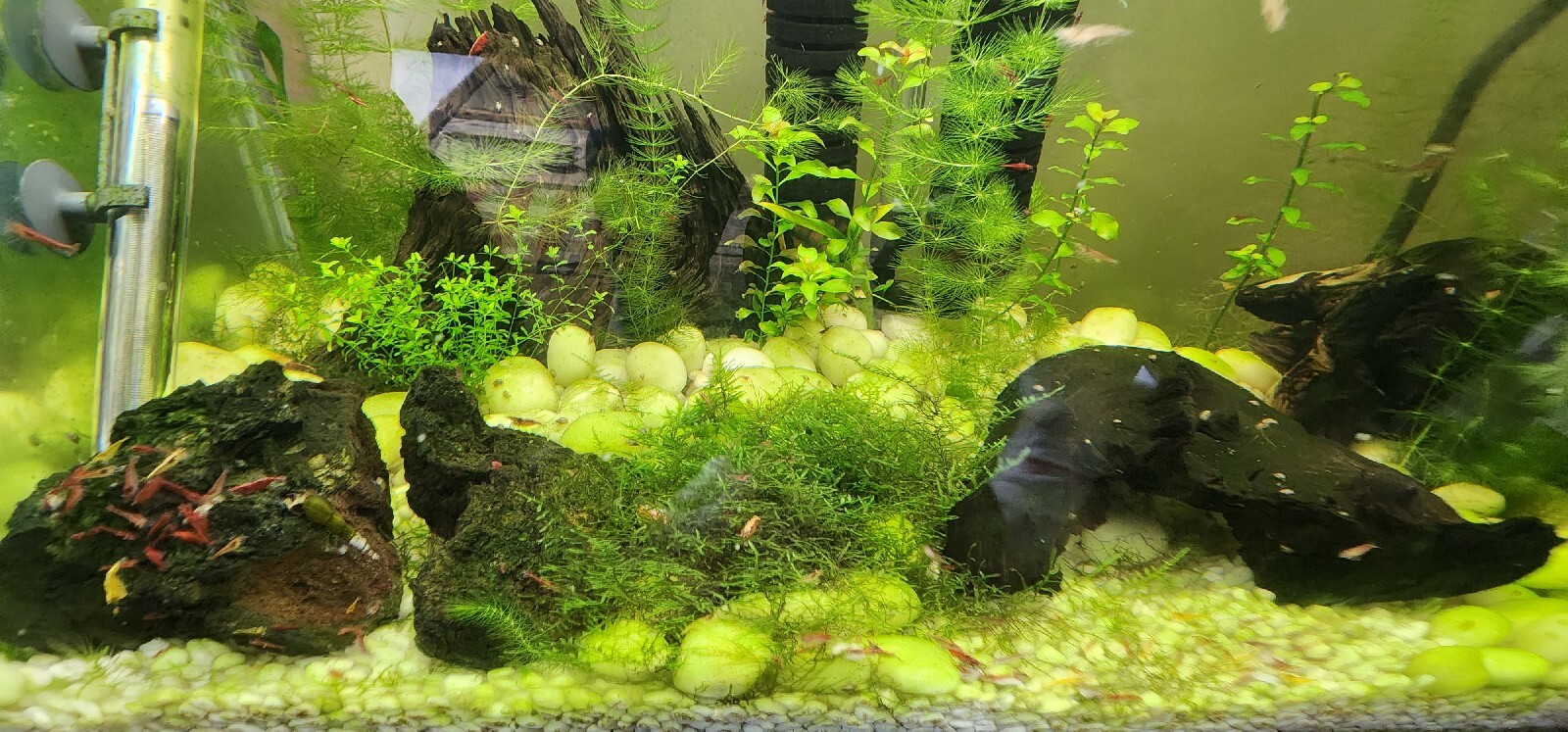 Aquarium plants