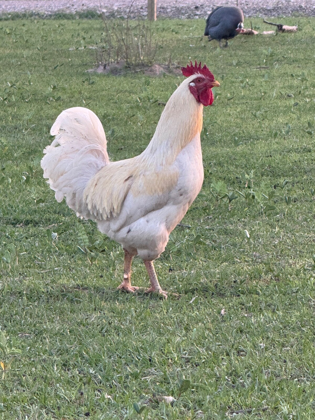 24 Rare Breed Mix Chicken Eggs