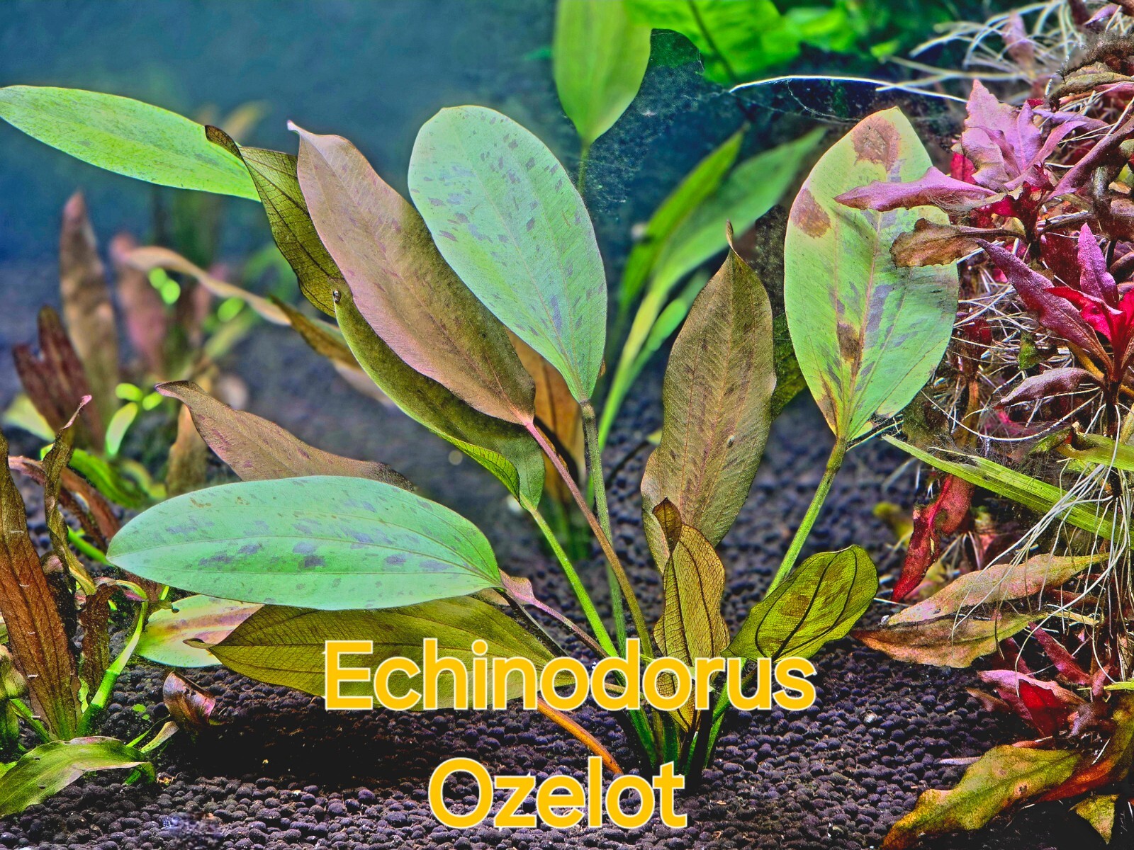 Echinodorus Ozelot - Live Aquatic Fish Tank Shrimp Tank Amazon Sword Plant