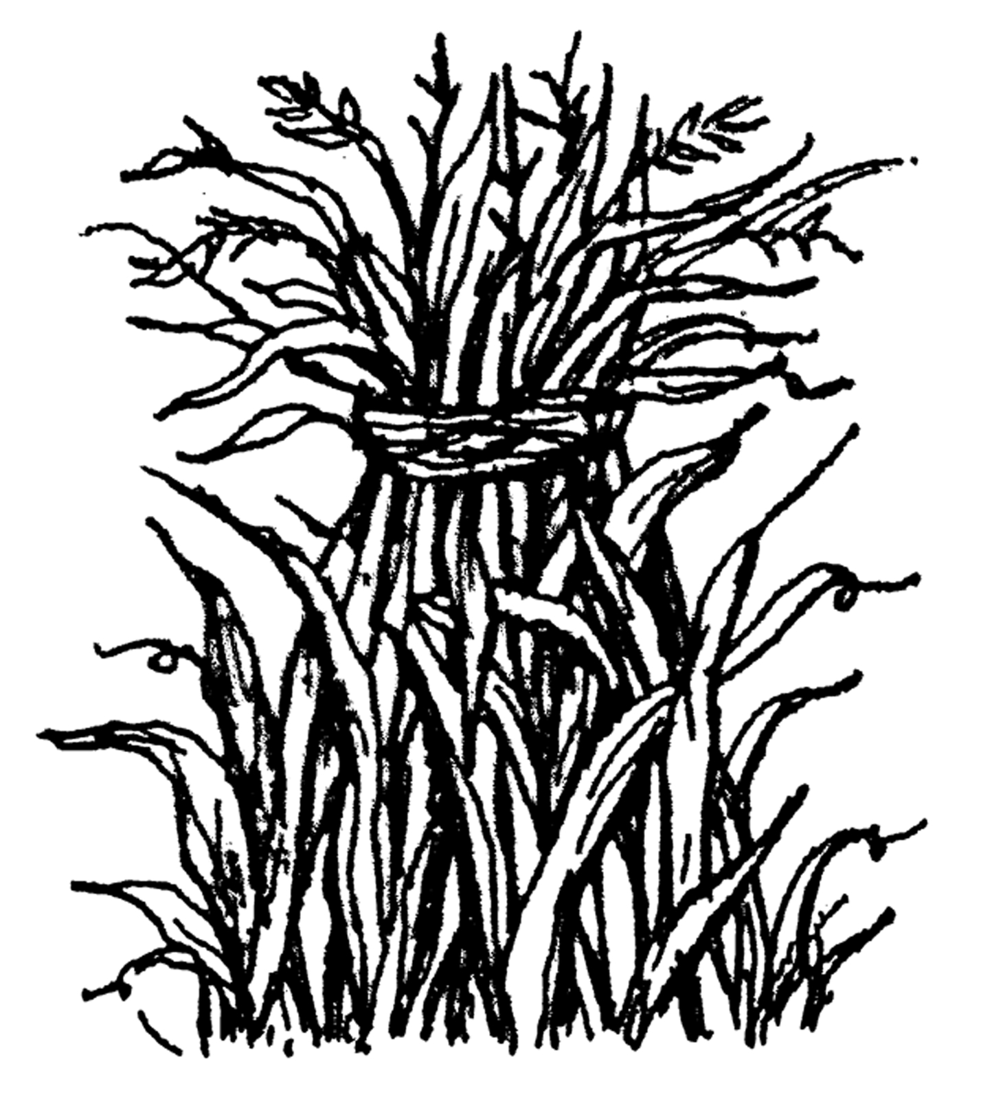 Fall Harvest Cornstalks NORTHWOODS Wood Mounted Rubber Stamp NEW CC10658
