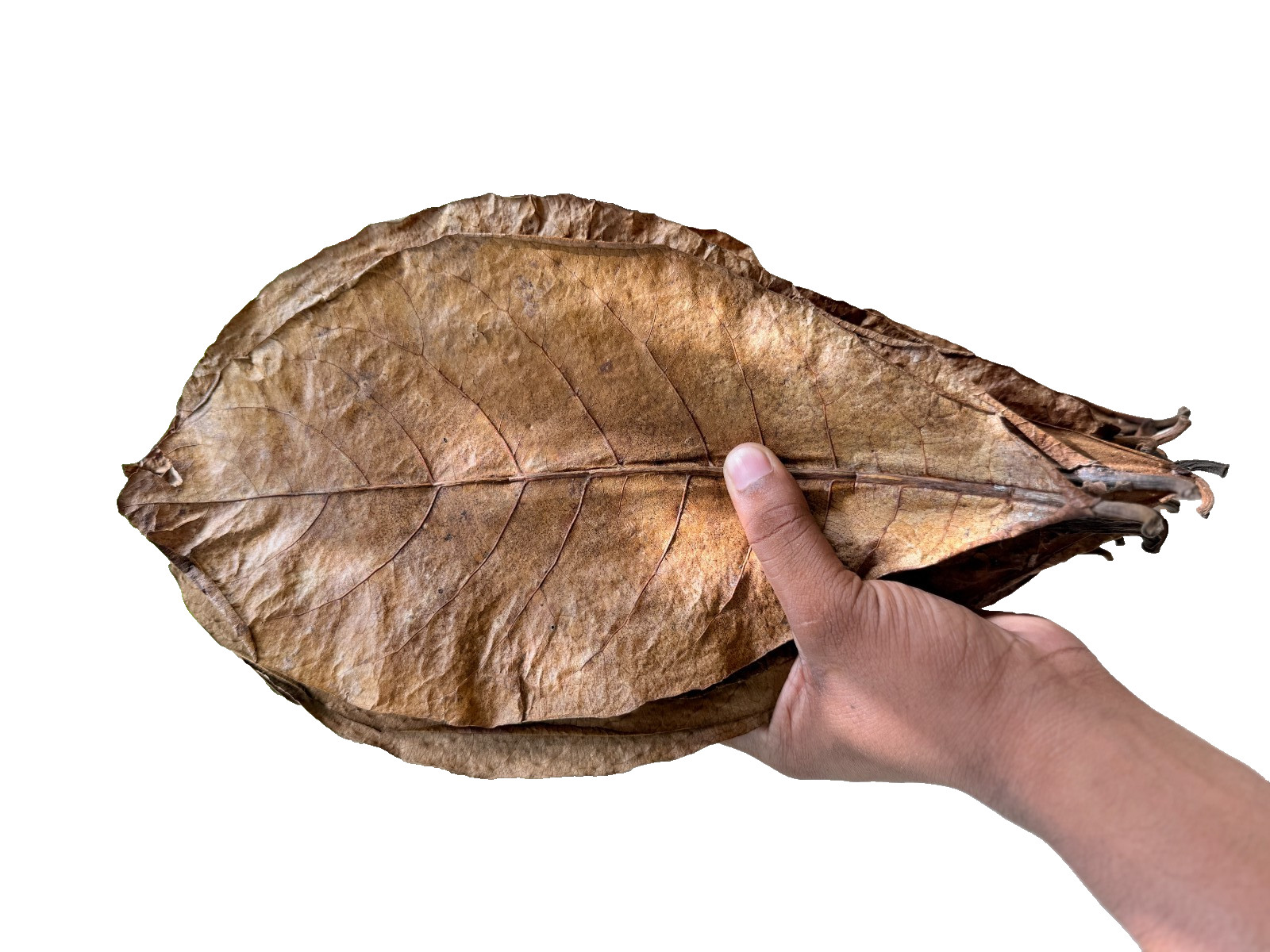 30Pcs Indian Almond Catappa Ketapang Leaf Leaves Aquarium Betta Fish Shrimp