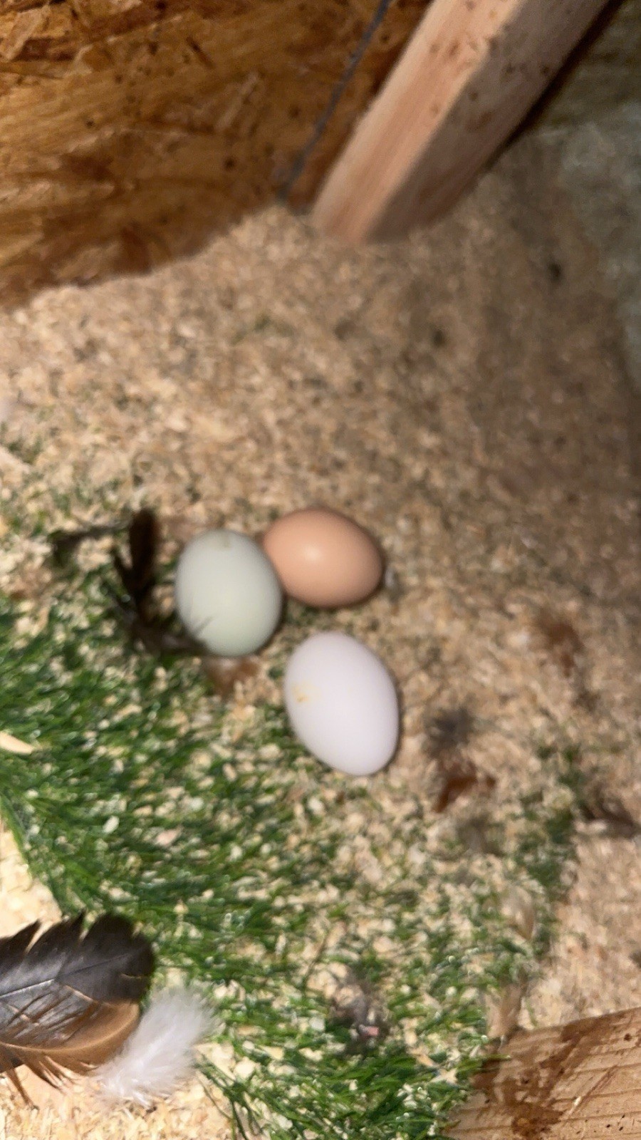 6+ Easter Egger Hatching Eggs Great For Rainbow Baskets!