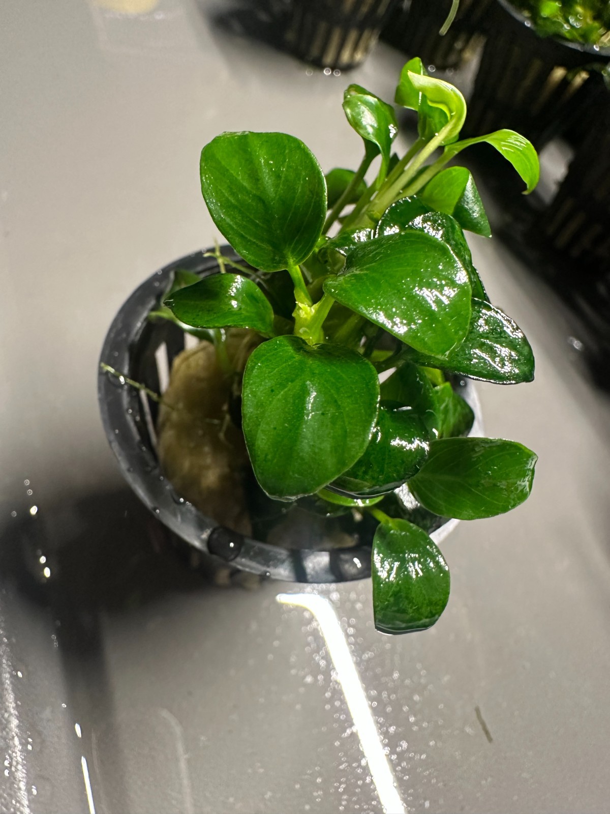 Anubias Nana Live Aquarium Plant – Dwarf Anubias – Low Light Freshwater Plant