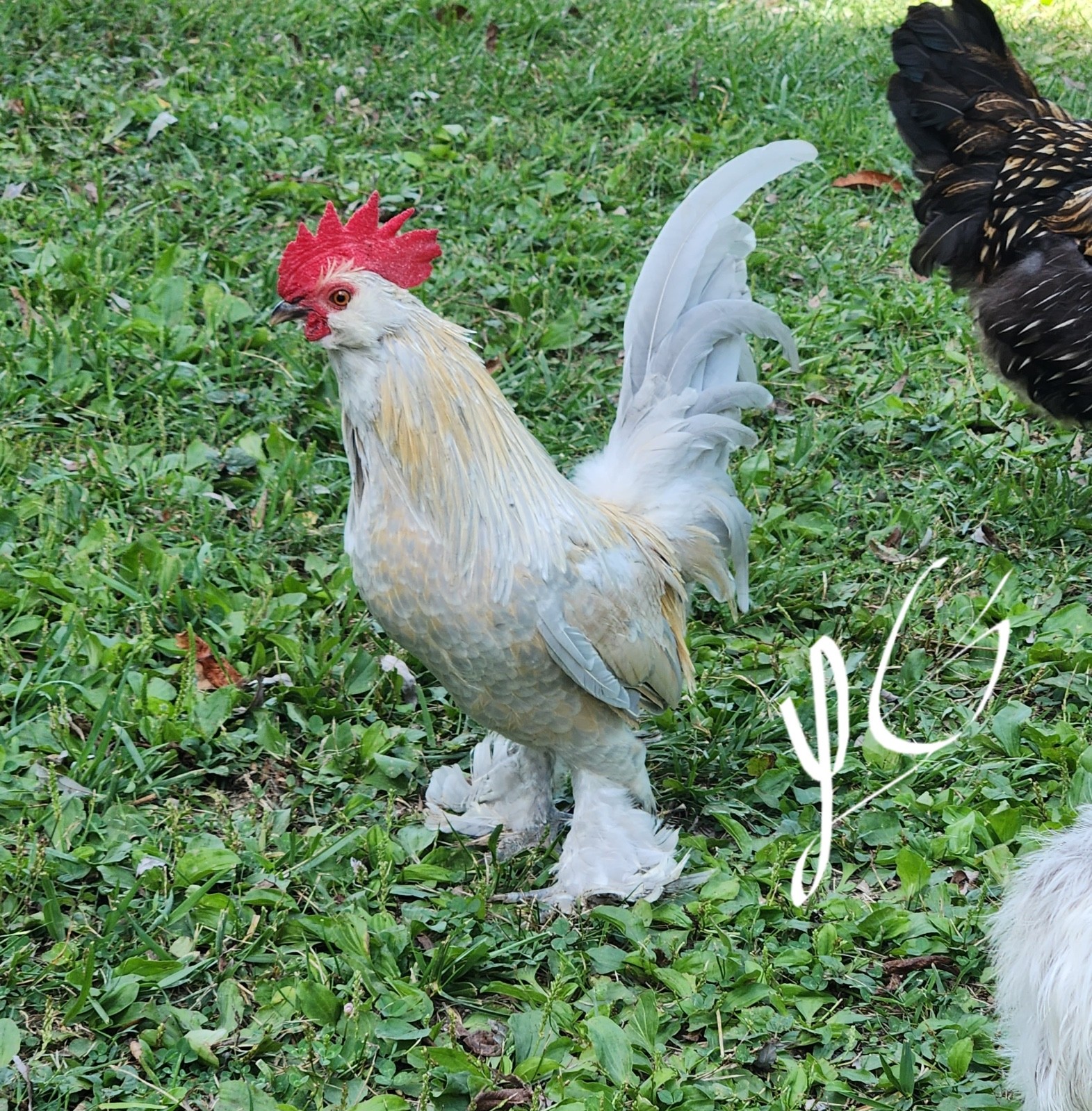 10+ Fertile Hatching Eggs - BARNYARD MIX - Silkie Svart Hona Mille Fleur Chicken
