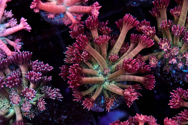 Key Lime Goniopora WYSIWYG - SAQ Coral Farm